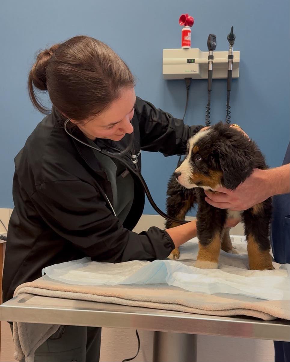 Veterinarian listening to a Bernese Mountain Dog puppy during an examination