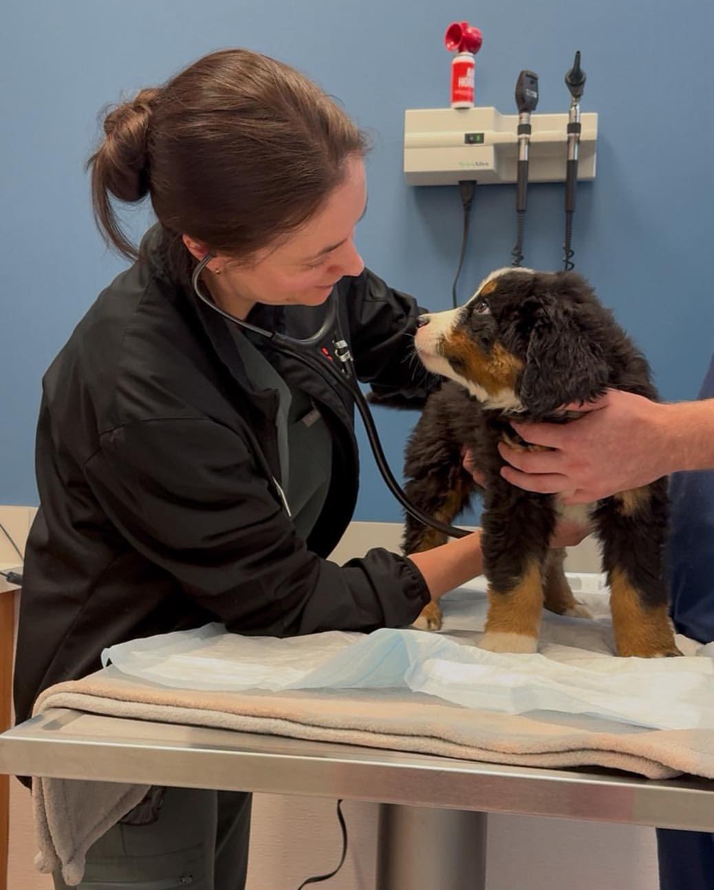 Veterinarian checking a Bernese Mountain Dog puppy with a stethoscope