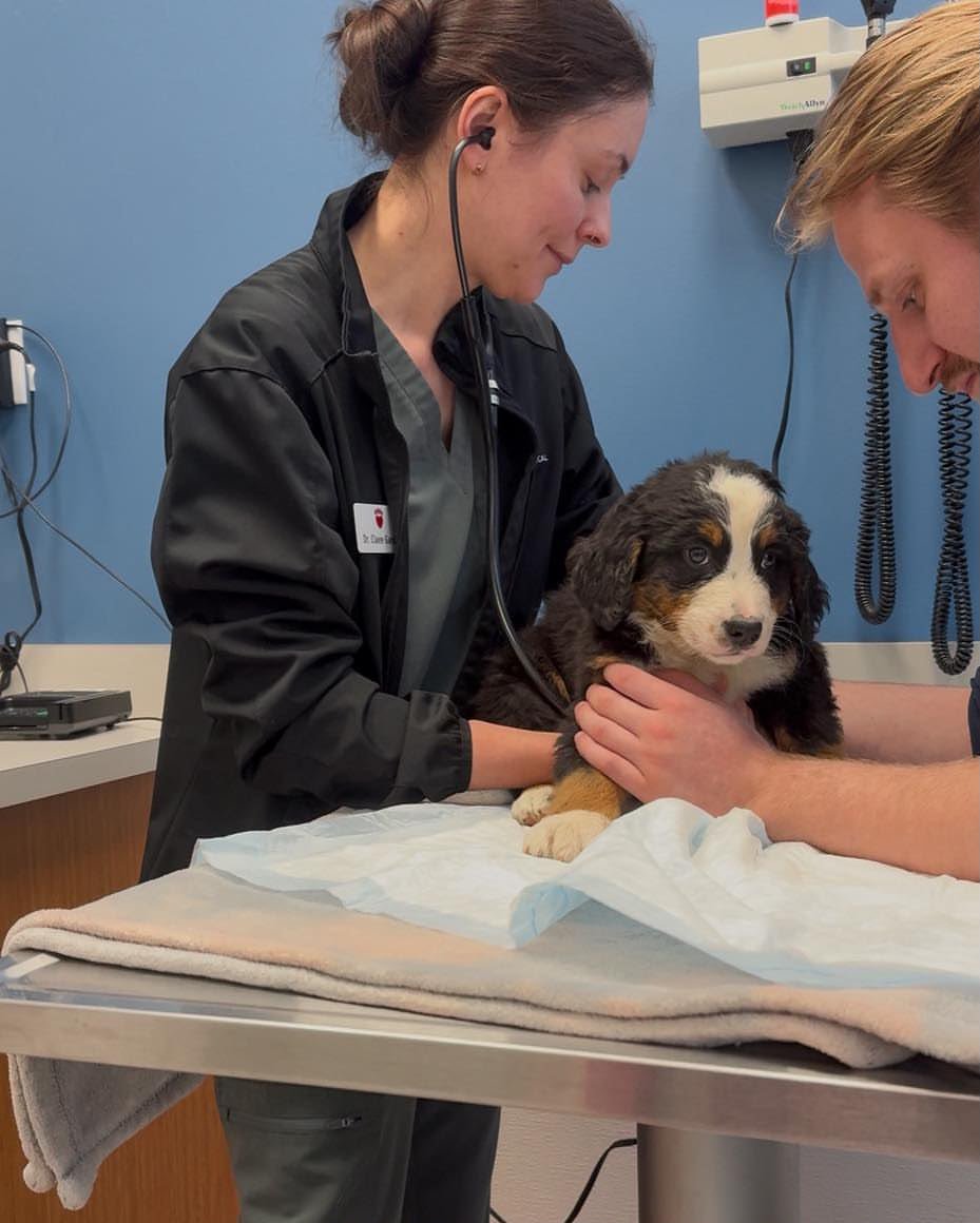 Bernese Mountain Dog puppy being supported during a veterinary checkup