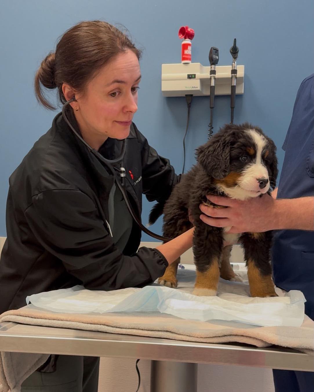 Young Bernese Mountain Dog puppy standing on a veterinary examination table