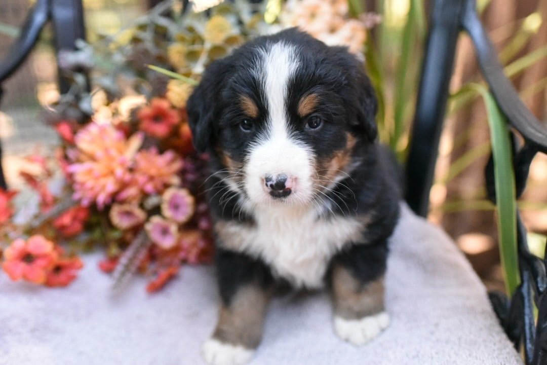 Bear, an available male Bernese Mountain Dog puppy