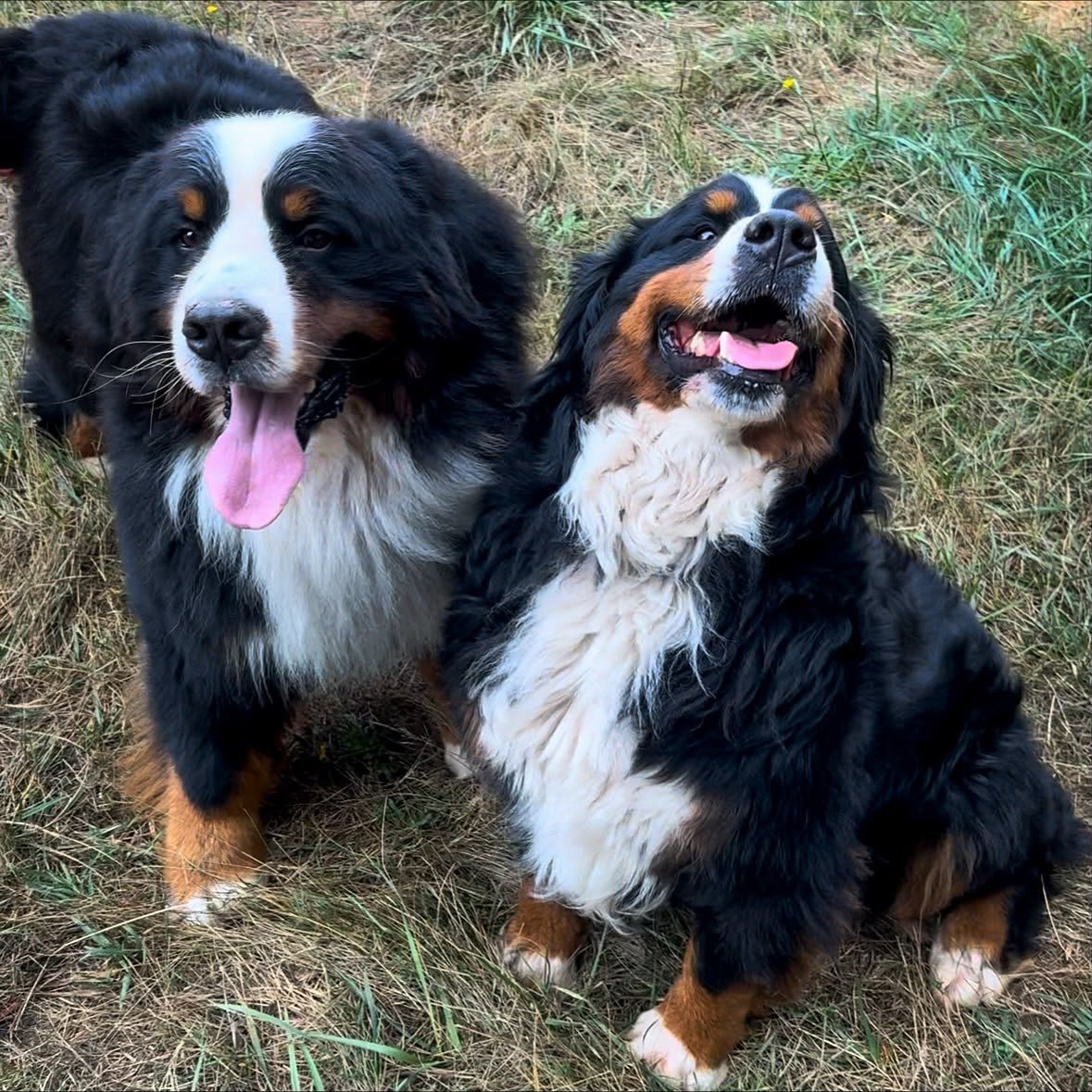 Bernese Mountain Dog sire Bunni and dam Ruthie together